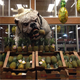Illustration for article titled Georgia Grocery Store Terrorized By Giant Nightmare Bulldog